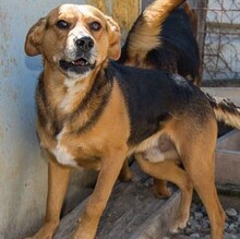 FLOKI, Hund, Mischlingshund in Kroatien - Bild 7