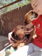 FLOKI, Hund, Mischlingshund in Kroatien - Bild 9