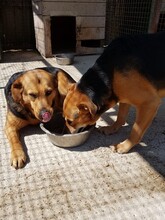 SIGI, Hund, Deutscher Schäferhund-Mix in Kroatien - Bild 9