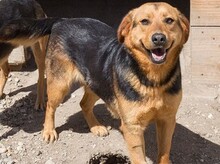 SIGI, Hund, Mischlingshund in Kroatien - Bild 1