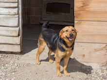 SIGI, Hund, Mischlingshund in Kroatien - Bild 2