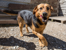 SIGI, Hund, Mischlingshund in Kroatien - Bild 6