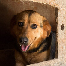 SIGI, Hund, Mischlingshund in Kroatien - Bild 7