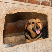 SIGI, Hund, Mischlingshund in Kroatien - Bild 8