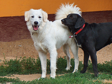 MARIOSMARIO, Hund, Maremmano in Rottenburg - Bild 1