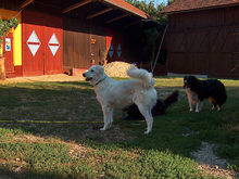 MARIOSMARIO, Hund, Maremmano in Rottenburg - Bild 4