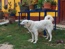 MARIOSMARIO, Hund, Maremmano in Rottenburg - Bild 6