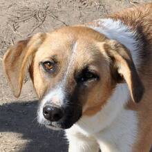 GYPSY, Hund, Mischlingshund in Rumänien - Bild 1