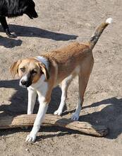 GYPSY, Hund, Mischlingshund in Rumänien - Bild 10
