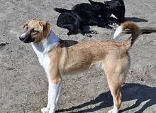 GYPSY, Hund, Mischlingshund in Rumänien - Bild 2