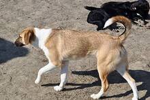 GYPSY, Hund, Mischlingshund in Rumänien - Bild 3