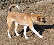 GYPSY, Hund, Mischlingshund in Rumänien - Bild 4
