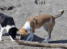 GYPSY, Hund, Mischlingshund in Rumänien - Bild 5