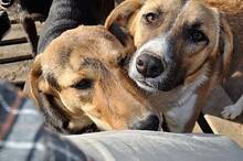 GYPSY, Hund, Mischlingshund in Rumänien - Bild 6