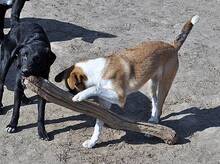 GYPSY, Hund, Mischlingshund in Rumänien - Bild 8