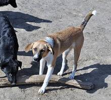 GYPSY, Hund, Mischlingshund in Rumänien - Bild 9