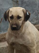 GINA, Hund, Mischlingshund in Rumänien - Bild 1