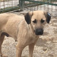 GINA, Hund, Mischlingshund in Rumänien - Bild 12