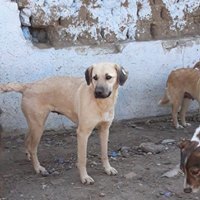 GINA, Hund, Mischlingshund in Rumänien - Bild 13