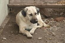 GINA, Hund, Mischlingshund in Rumänien - Bild 2