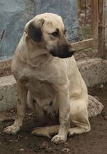 GINA, Hund, Mischlingshund in Rumänien - Bild 3