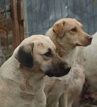 GINA, Hund, Mischlingshund in Rumänien - Bild 6