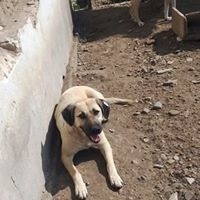 GINA, Hund, Mischlingshund in Rumänien - Bild 7