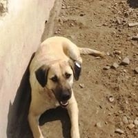 GINA, Hund, Mischlingshund in Rumänien - Bild 8