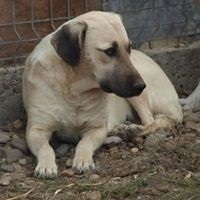 GINA, Hund, Mischlingshund in Rumänien - Bild 9
