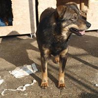 HOPE, Hund, Mischlingshund in Rumänien - Bild 11