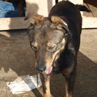 HOPE, Hund, Mischlingshund in Rumänien - Bild 13