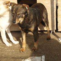 HOPE, Hund, Mischlingshund in Rumänien - Bild 14