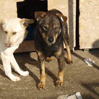 HOPE, Hund, Mischlingshund in Rumänien - Bild 16