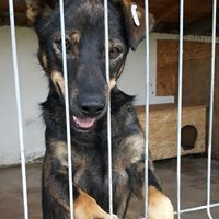 HOPE, Hund, Mischlingshund in Rumänien - Bild 7
