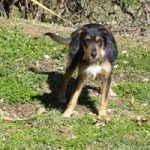 LLIMA, Hund, Mischlingshund in Spanien - Bild 2