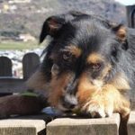 LLIMA, Hund, Mischlingshund in Spanien - Bild 4