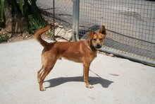 REMUS, Hund, Mischlingshund in Spanien - Bild 3