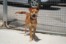 REMUS, Hund, Mischlingshund in Spanien - Bild 4
