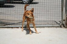 REMUS, Hund, Mischlingshund in Spanien - Bild 6