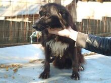 HOPE, Hund, Mischlingshund in Rumänien - Bild 1