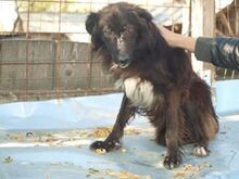 HOPE, Hund, Mischlingshund in Rumänien - Bild 2
