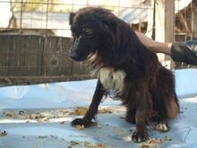 HOPE, Hund, Mischlingshund in Rumänien - Bild 4