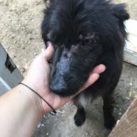 HOPE, Hund, Mischlingshund in Rumänien - Bild 5
