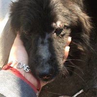 HOPE, Hund, Mischlingshund in Rumänien - Bild 9