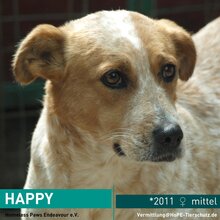 HAPPY, Hund, Mischlingshund in Rumänien - Bild 1