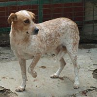 HAPPY, Hund, Mischlingshund in Rumänien - Bild 10