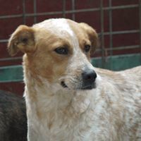 HAPPY, Hund, Mischlingshund in Rumänien - Bild 11