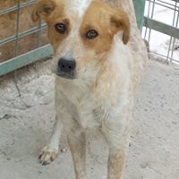 HAPPY, Hund, Mischlingshund in Rumänien - Bild 12