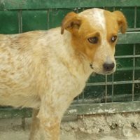 HAPPY, Hund, Mischlingshund in Rumänien - Bild 16