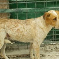 HAPPY, Hund, Mischlingshund in Rumänien - Bild 17